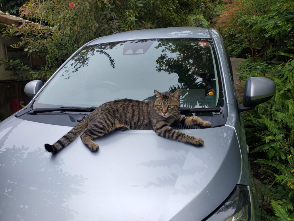 ボンネットに寝る猫