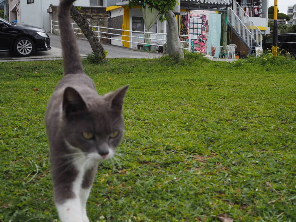 奥武島のねこ