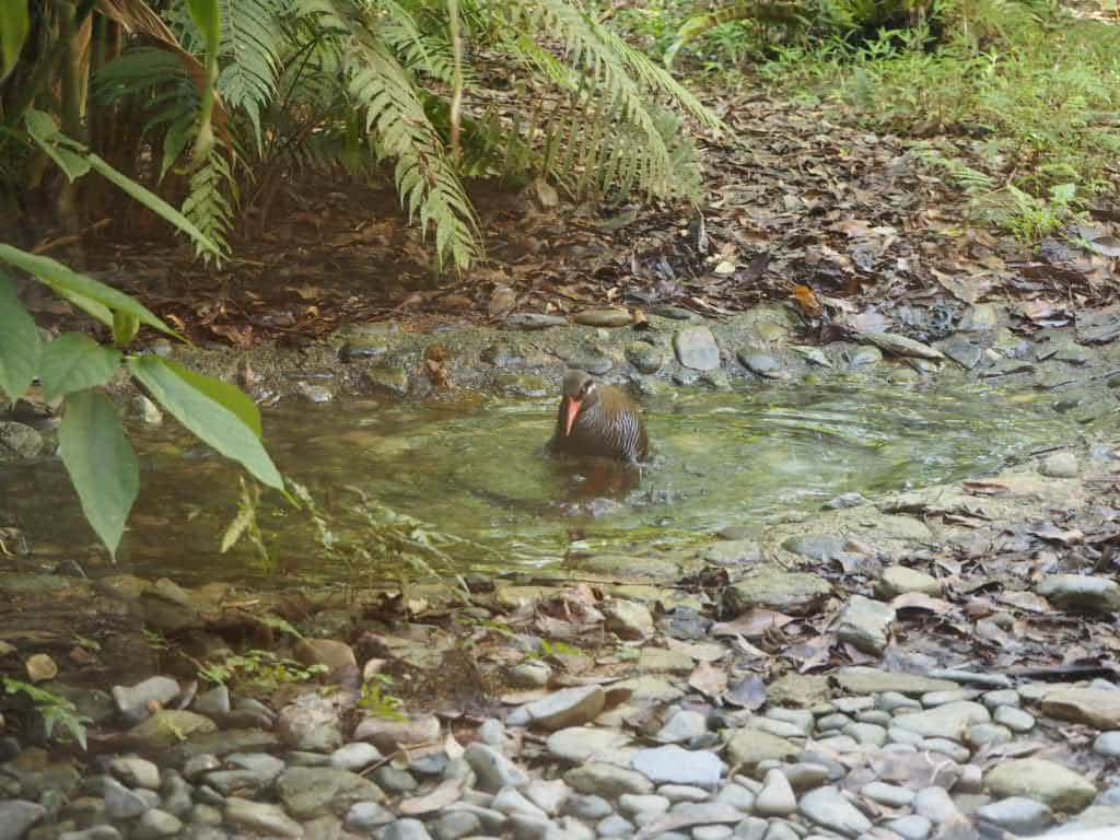 ヤンバルクイナの水遊び