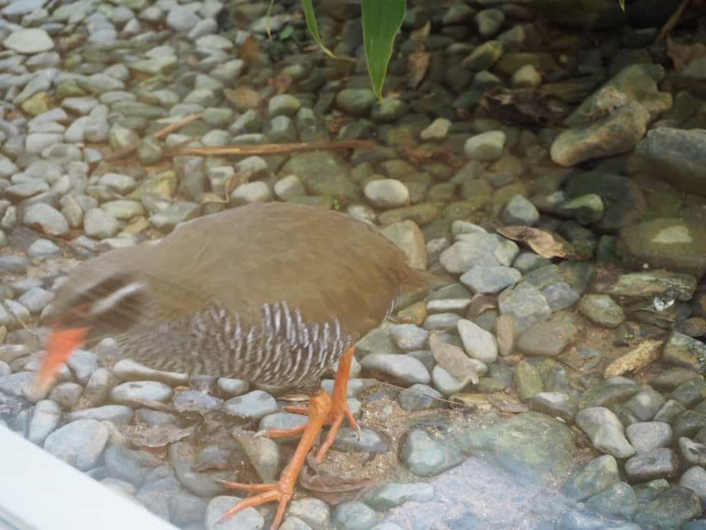 ヤンバルクイナ　クー太くん