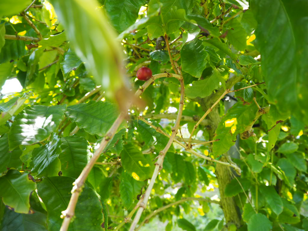 又吉コーヒー園　コーヒーの実