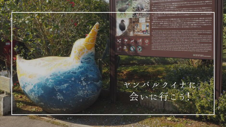 ヤンバルクイナは見れるのか？実際に生息地で宿泊して会いに行ってみた！